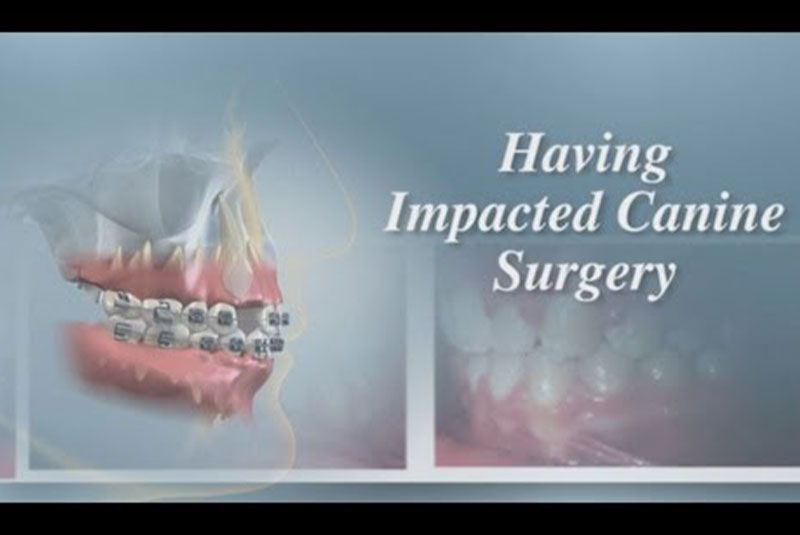 canine surgery