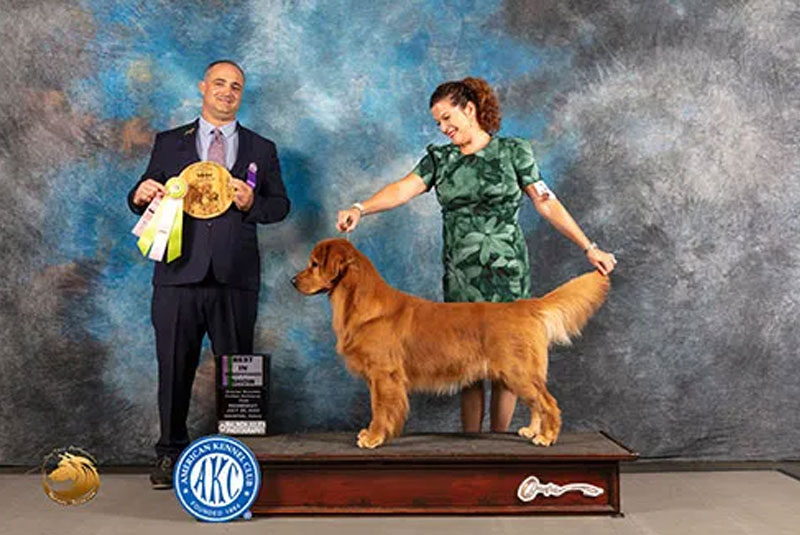 dog show